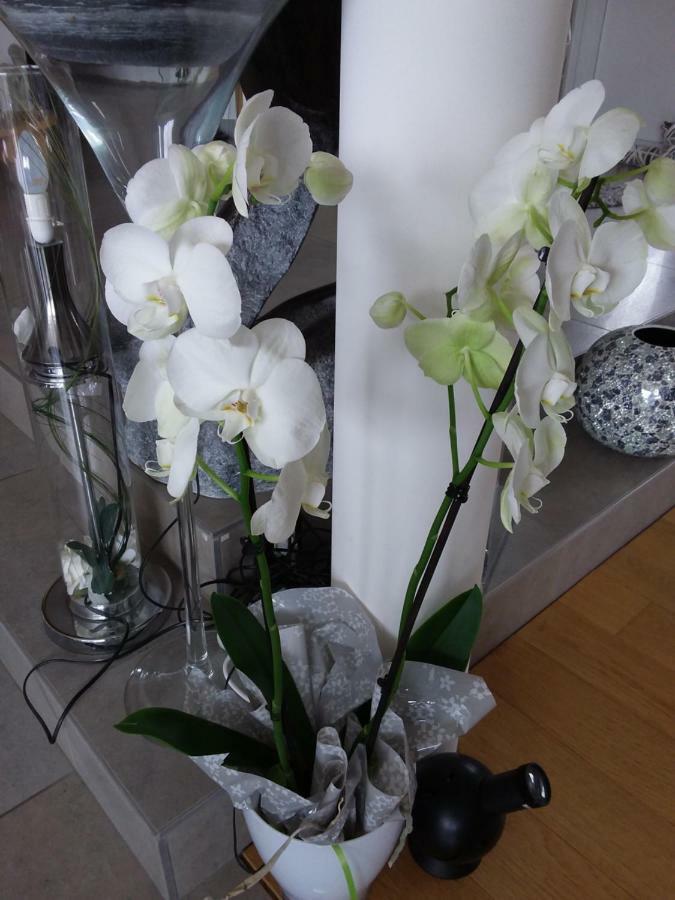 L'Orchidee Villa Lassay-les-Chateaux Buitenkant foto